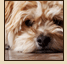 Pet portrait photography Clarion Iowa