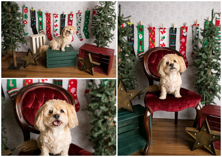 Puppy holiday mini sessions at Ritzy Rover by Denver photographer Kristina Lynn Photography & Design