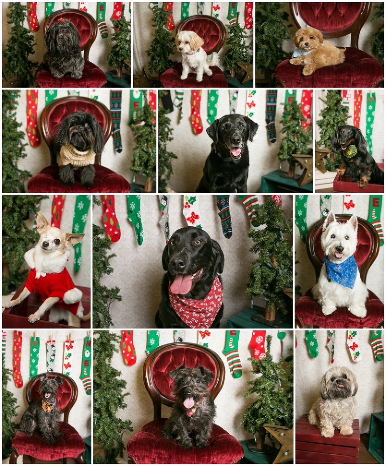 Dog photos with Lone Tree photographer Kristina Lynn Photography & Design.