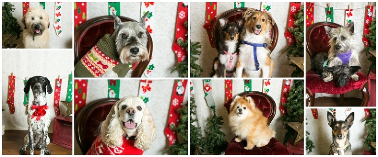 Dog photos with Lone Tree photographer Kristina Lynn Photography & Design.