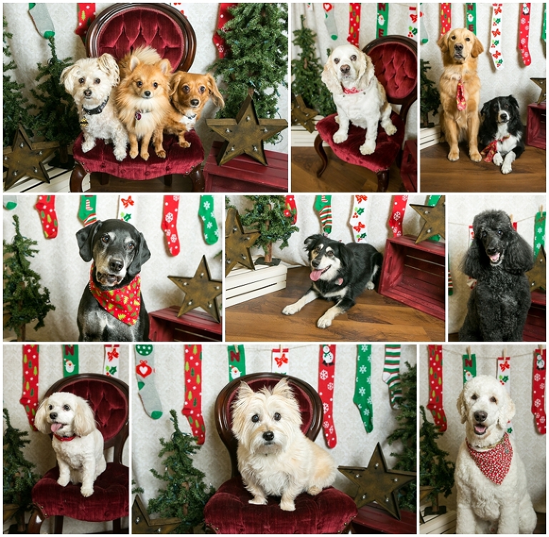 Dog photos with Lone Tree photographer Kristina Lynn Photography & Design.