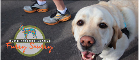 Giving back is important to me. Find out how you can help me raise funds for the Dumb Friends League.