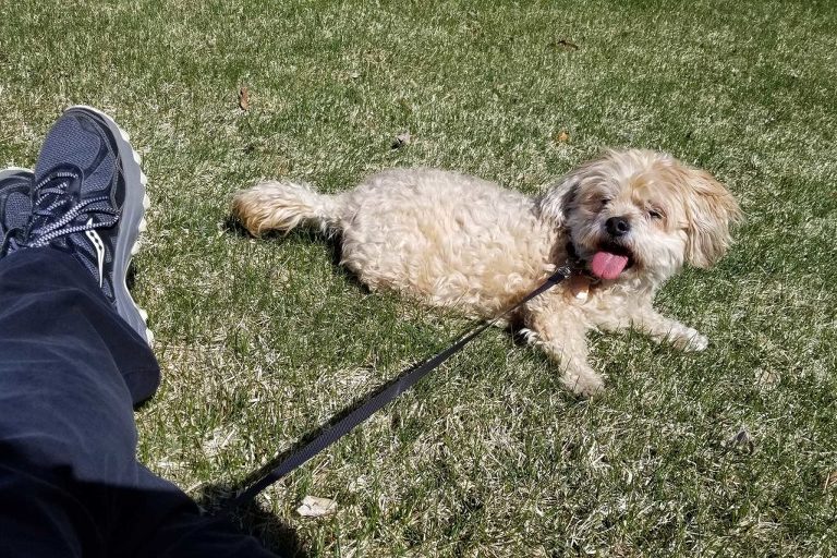 Dog photograph of a Yorkie Bichon dog laying in the grass on a sunny spring morning.