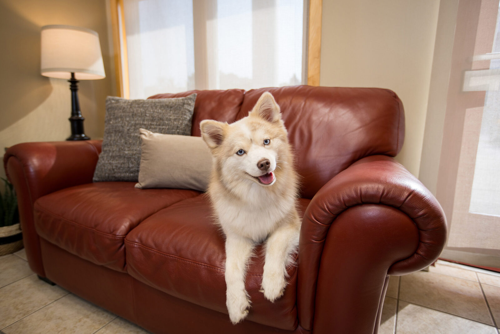 A long fluffy, pale coated dog with light blue eyes lays on a orange tinged leather couch facing the camera. The dog is relaxed and happy.
