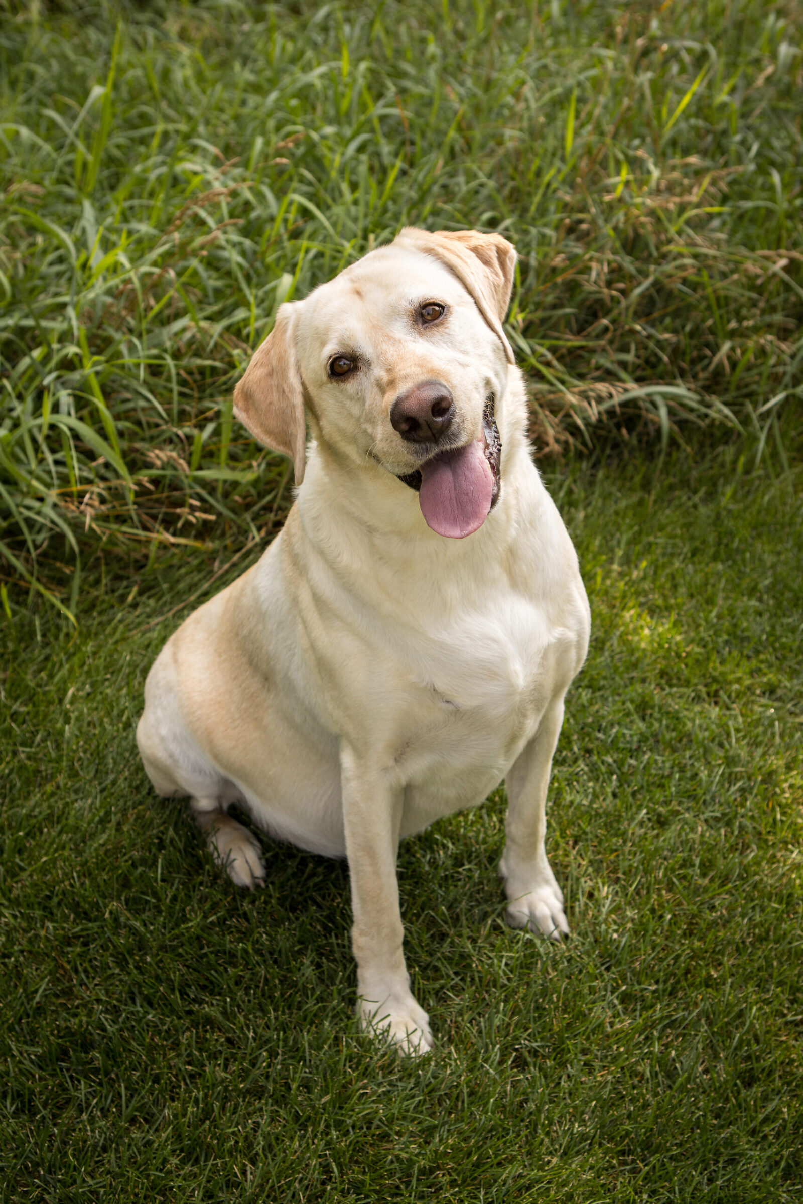 A professionally taken photo of a dog with a short yellow coat, sitting in the grass, tongue out facing the camera.