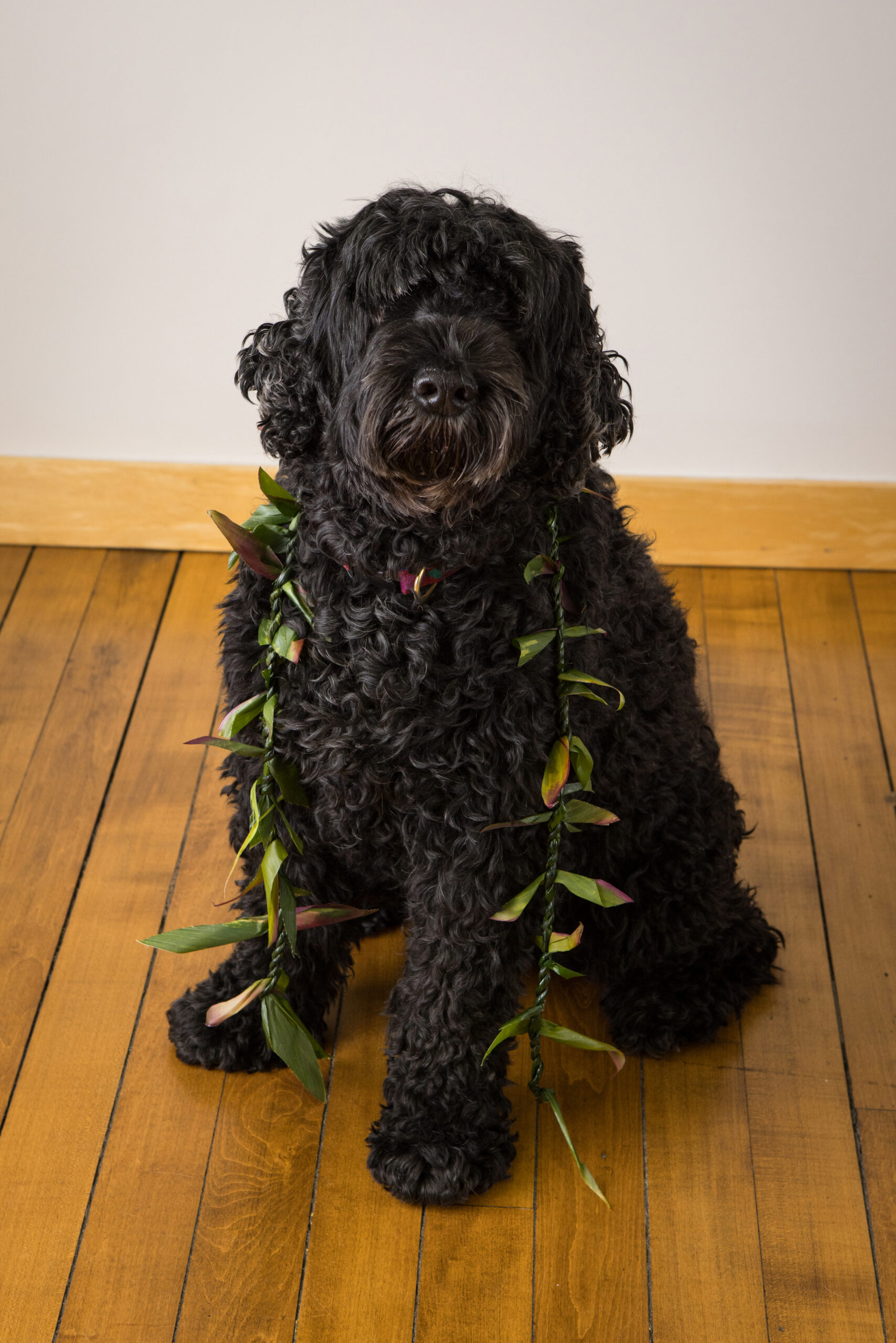A fluffy black dog sits in a professional photo studio calmly looking at the camera.