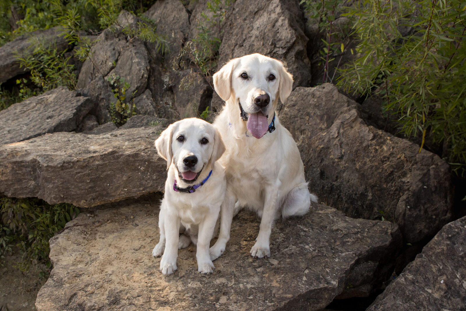 Two dogs with short yellow coats sit together on a rock for a professional pet portrait.